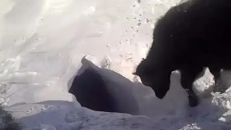 В Сети набирает популярность видео, на котором коровы исчезают в норе под снегом