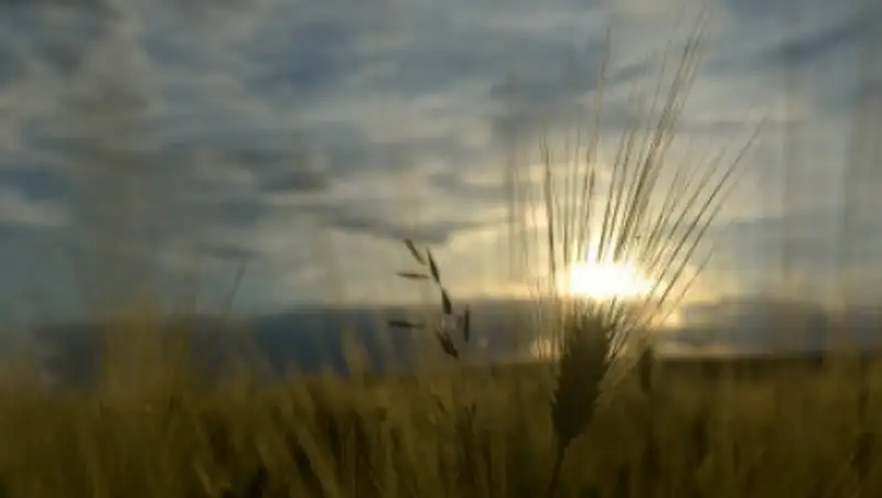 Площади посевов пшеницы и риса сократят в 2015 году в Казахстане