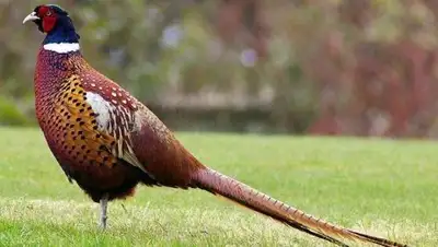 пресс-служба акима ЮКО, фото - Новости Zakon.kz от 02.06.2018 11:58