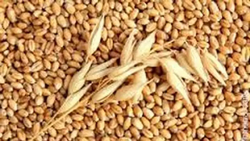 В Жамбылской области урожайность зерновых культур оказалась ниже ожидаемой