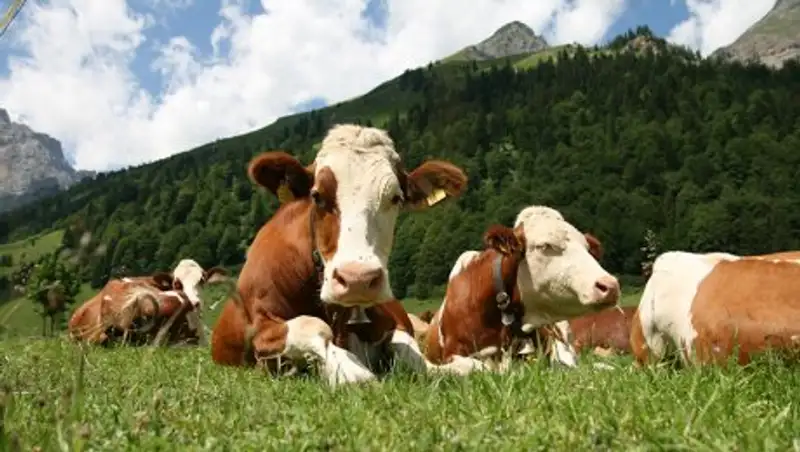 Задачу по увеличению производства мяса и молока поставил перед животноводами Мурзалин