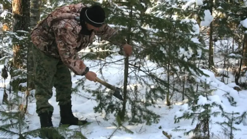 В Алматинской области выставили посты с целью пресечения незаконной вырубки елей