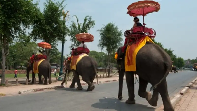 В Таиланде слон затоптал погонщика и сбежал в джунгли с россиянками на спине