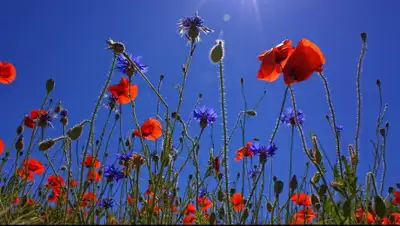 pixabay.com, фото - Новости Zakon.kz от 24.07.2019 16:33