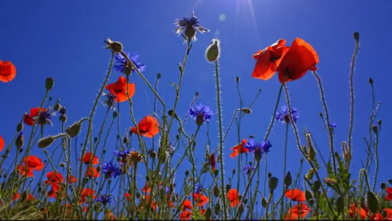 Гражданин Узбекистана хранил опий в чужой квартире в Атырау