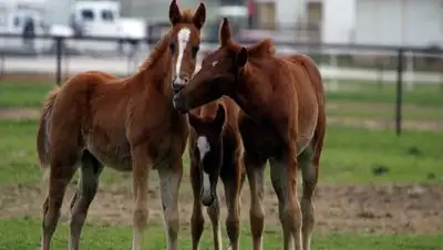 Zakon.kz, фото - Новости Zakon.kz от 03.04.2017 23:09