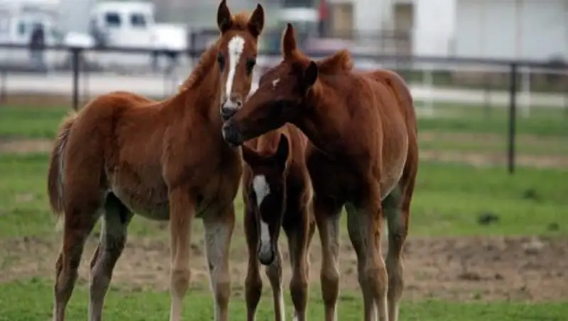 Названа причина массовых абортов у лошадей в Костанайской области