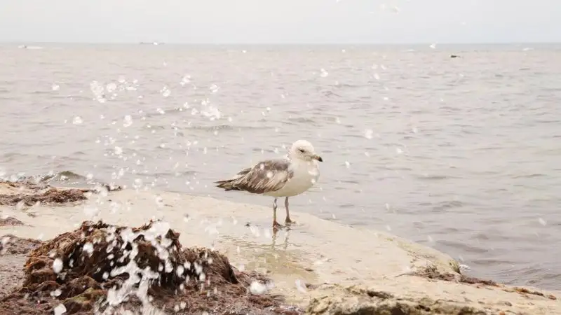 Минимум 30 суток продлится режим ЧС в Актау