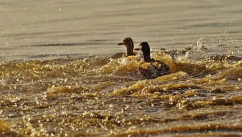 Пограничники оштрафовали рыбаков, протаранивших уток на Каспие