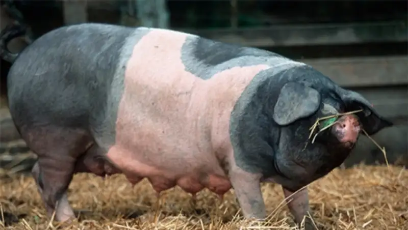 Свинья возомнила себя собакой