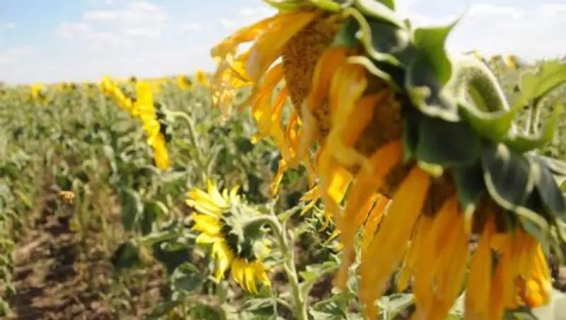 Новые перспективные сорта подсолнечника и сои появились в ВКО