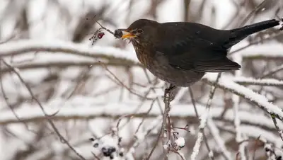 Zakon.kz, фото - Новости Zakon.kz от 19.03.2016 12:01