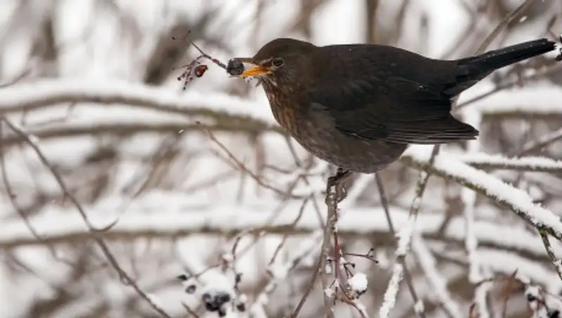 19 марта на всей территории Казахстана сохраняется неустойчивый характер погоды