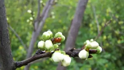 web-kapiche.ru, фото - Новости Zakon.kz от 18.04.2018 09:23