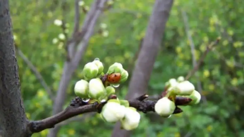 На большей части Казахстана сохраняются осадки