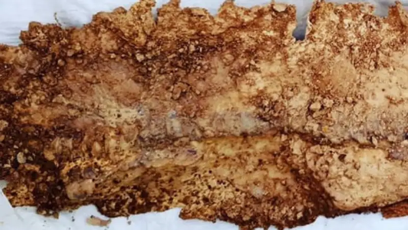 Скелет древней акулы нашли в Мангистау