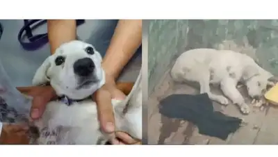 пострадавшая собака, фото - Новости Zakon.kz от 20.08.2022 00:01