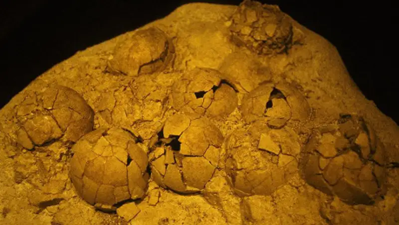 Школьник из Китая нашел 11 окаменелых яиц динозавра