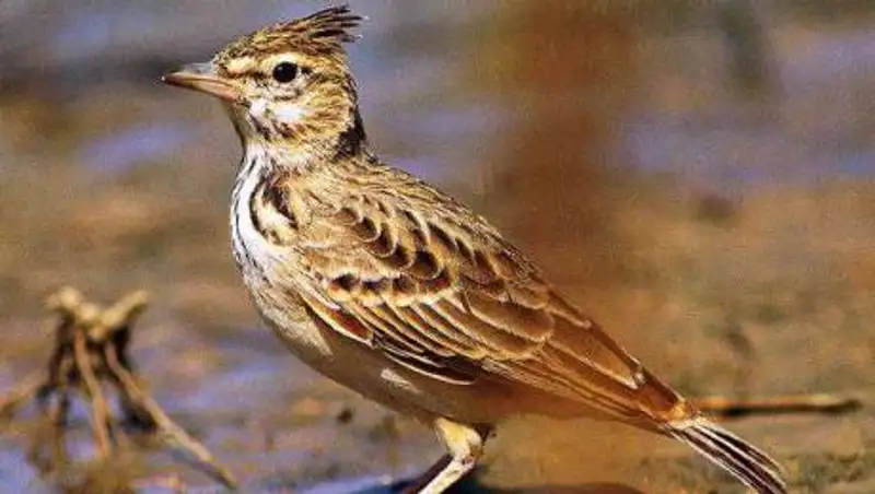 150 видов птиц могут исчезнуть в Казахстане из-за боевых действий