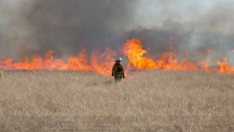 В Австралии более миллиарда животных погибли во время лесных пожаров