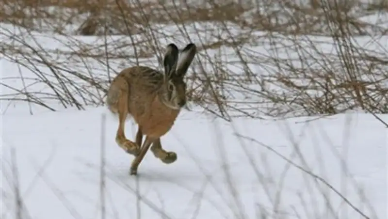 В Кызылординской области сотрудников агентства по защите природы поймали на браконьерстве