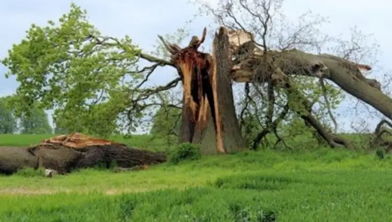 Несколько жителей Мексики стали жертвами тропического шторма «Лидия»