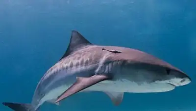 Zakon.kz, фото - Новости Zakon.kz от 14.11.2014 21:27