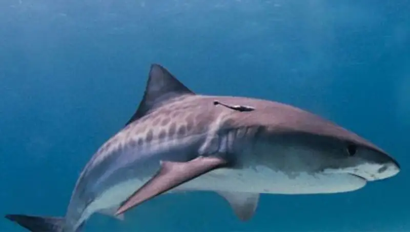 Рыбаки нашли человеческую голову в животе гигантской акулы