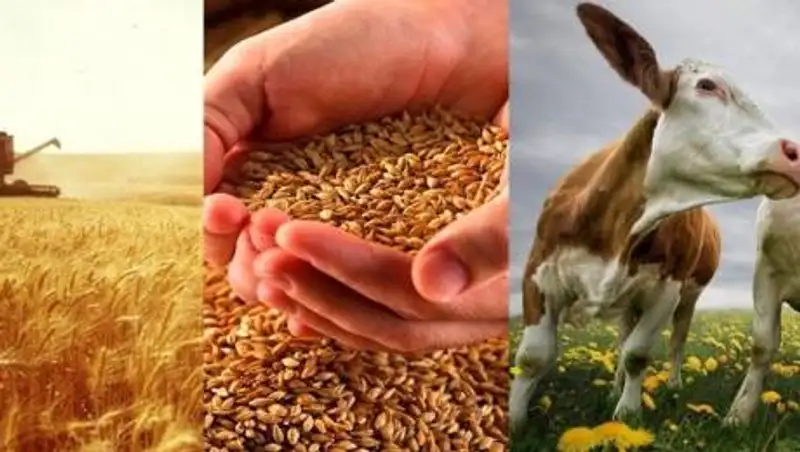 "Байтереку" поручили разработать меры для поддержки пострадавших фермеров