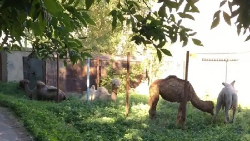Бесхозные верблюды поедают растительность в центре Атырау