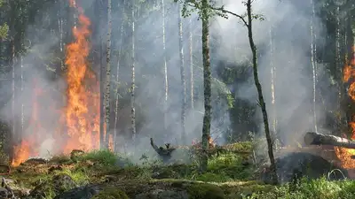 300 человек борются с огнем в лесах Абайской области , фото - Новости Zakon.kz от 09.06.2023 08:57