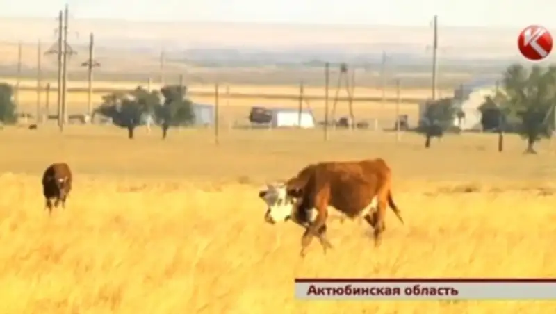 В Актюбинской области неизвестная болезнь продолжает косить домашний скот
