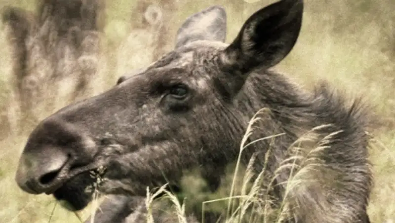 Лоси, гулявшие по Нижнему Новгороду, пойманы и выпущены в лесу