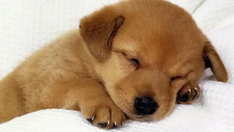 Американец застрелил спящую мать из-за отказа оставить дома щенка