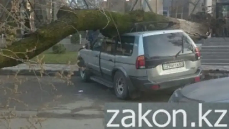 В Алматы на припаркованную машину упало дерево