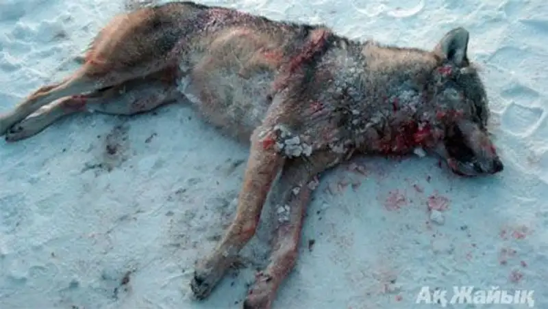 В Атырауской области бешеный волк покусал 90-летнего старика