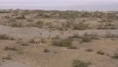 кадр из видео, фото - Новости Zakon.kz от 13.06.2021 23:44