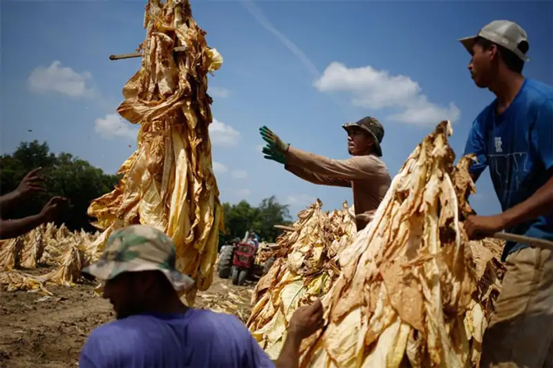 Урожай 2013, фото - Новости Zakon.kz от 07.11.2013 19:46