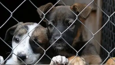 Zakon.kz, фото - Новости Zakon.kz от 22.05.2017 00:37