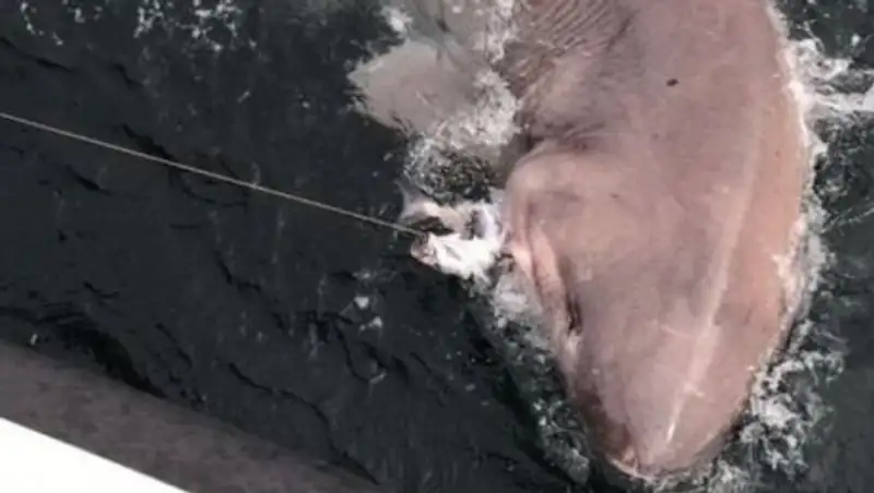 В Ирландии поймали шестижаберную акулу невиданных размеров