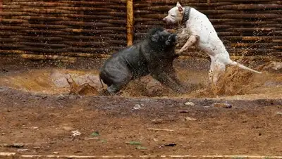 Zakon.kz, фото - Новости Zakon.kz от 20.10.2017 23:10