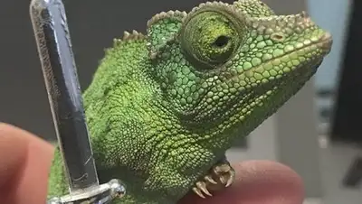 Zakon.kz, фото - Новости Zakon.kz от 26.08.2017 09:02