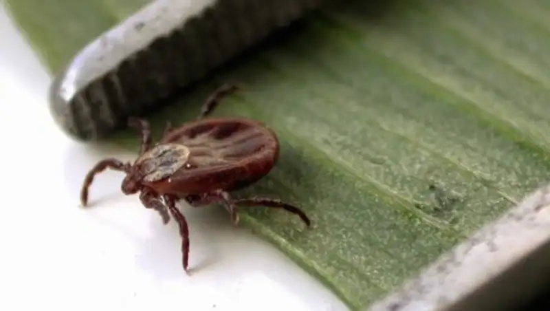 Западно-Казахстанскую область атакуют клещи