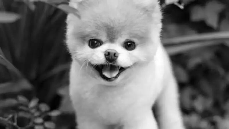 "Самый милый в мире пес" умер от тоски