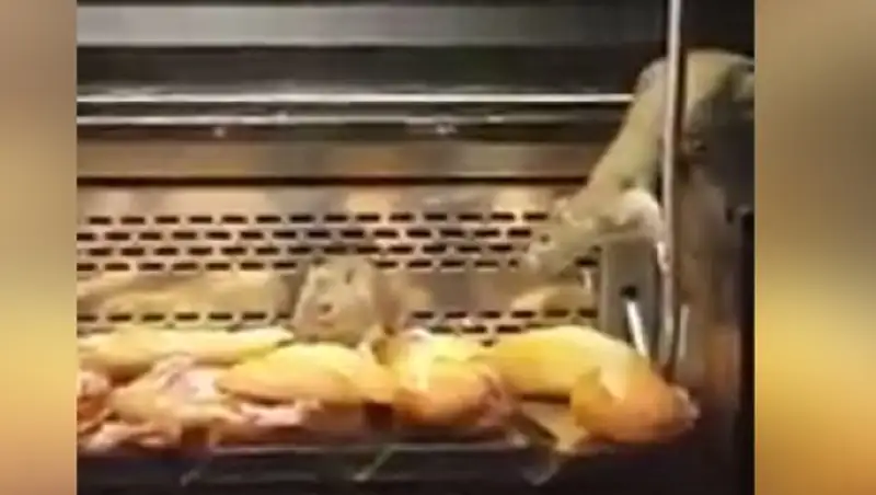 В Мадриде закрыли пекарню из-за бегавших по выпечке крыс