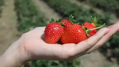 пресс-служба акимата Алматинской области, фото - Новости Zakon.kz от 12.08.2021 17:40