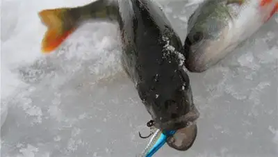 Zakon.kz, фото - Новости Zakon.kz от 13.01.2014 14:53