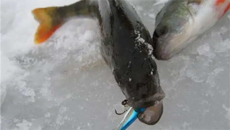 Инспекторы рыбоохраны ВКО предлагают ввести ветеринарные справки на выловленную рыбу