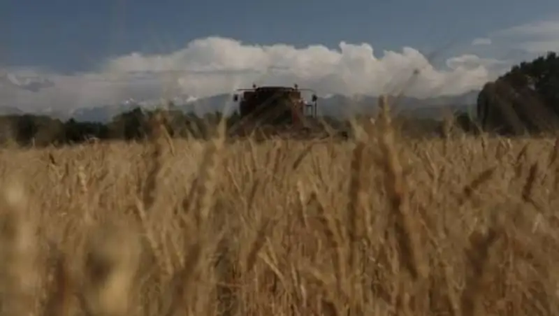 Вопросы кормообеспечения и подготовки к уборочной кампании рассмотрели в правительстве