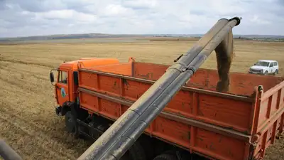 пшено, фото - Новости Zakon.kz от 11.11.2023 09:36